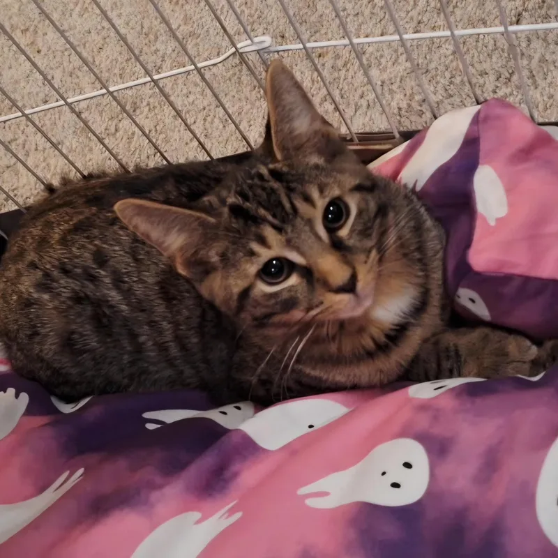 A baby small-sized male Tabby (Buff / Tan / Fawn) Domestic Short Hair cat named Caramel Cone for adoption in Richmond, VA