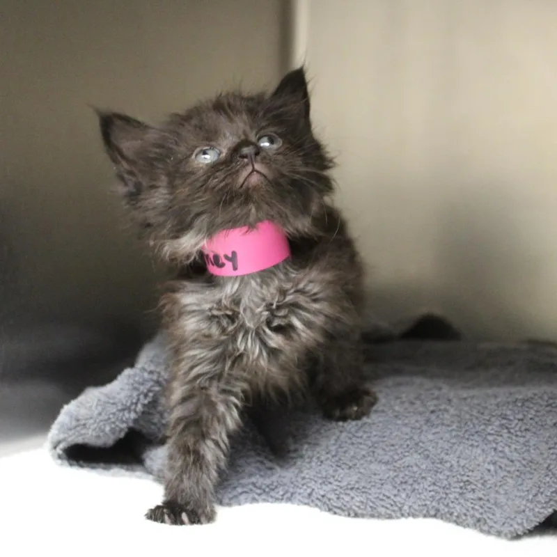 A baby small-sized female Domestic Long Hair cat named Journey for adoption in Auburn, AL