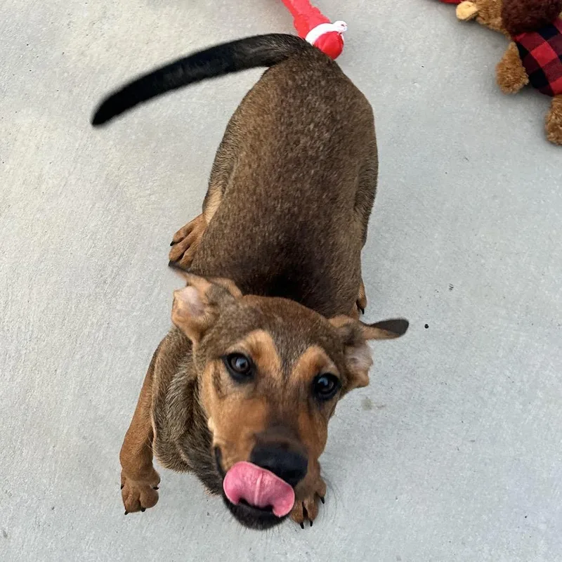 A baby medium-sized male Brown / Chocolate German Pinscher dog named Junior for adoption in Floresville, TX