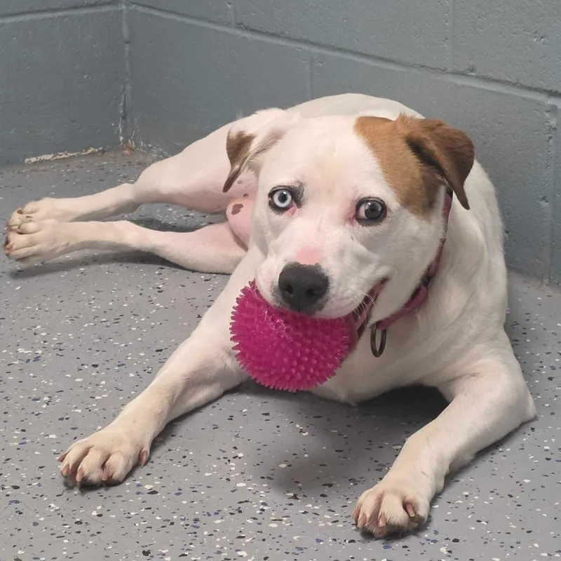 An adult large-sized female White / Cream Pit Bull Terrier dog named Kiki for adoption in Owosso, MI