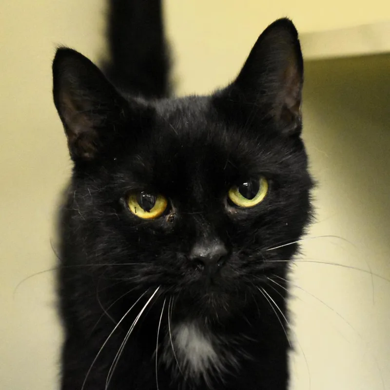 An adult medium-sized female Black Domestic Short Hair cat named Pretzel for adoption in Waynesboro, PA