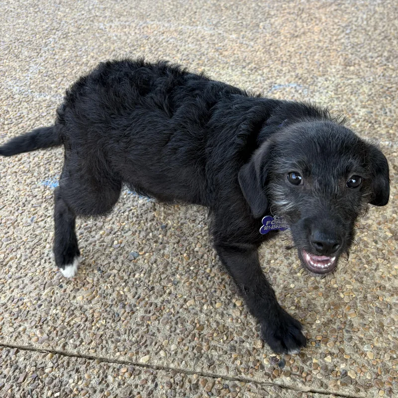 A baby medium-sized male Black Mixed Breed dog named Baby Ray for adoption in Rossville, TN