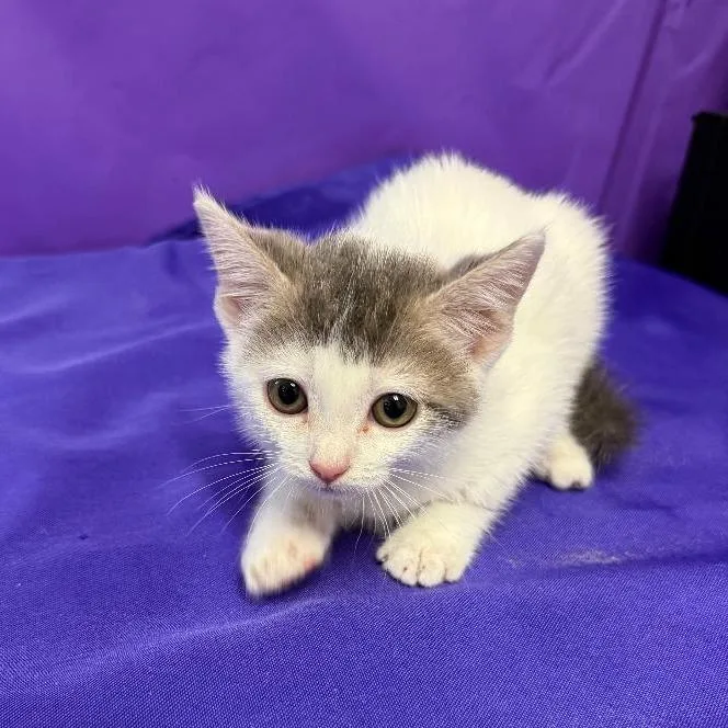 A baby small-sized female White Domestic Short Hair cat named Terror for adoption in North Myrtle Beach, SC