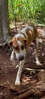 A young medium-sized male Hound dog named Speckles for adoption in Honolulu, HI