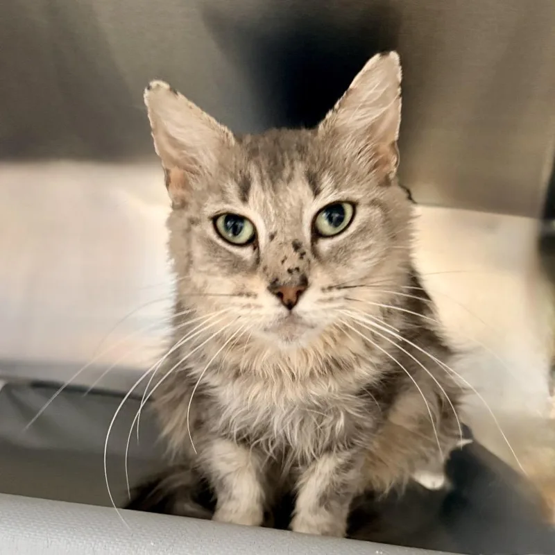 An adult medium-sized female Gray / Blue / Silver Domestic Medium Hair cat named Mitzi for adoption in Palm Springs, CA