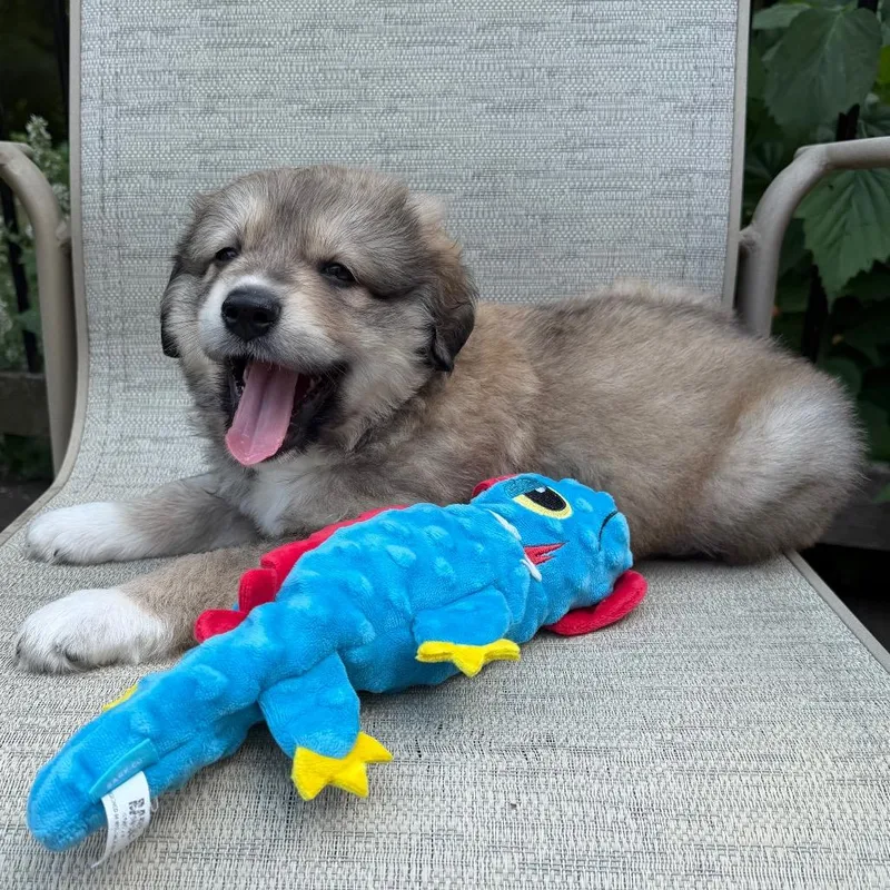 A baby small-sized male Australian Shepherd dog named Croissant for adoption in Crystal, MN