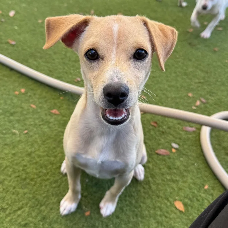 A baby small-sized male Yellow / Tan / Blond / Fawn Mixed Breed dog named Bentley for adoption in LOXAHATCHEE, FL