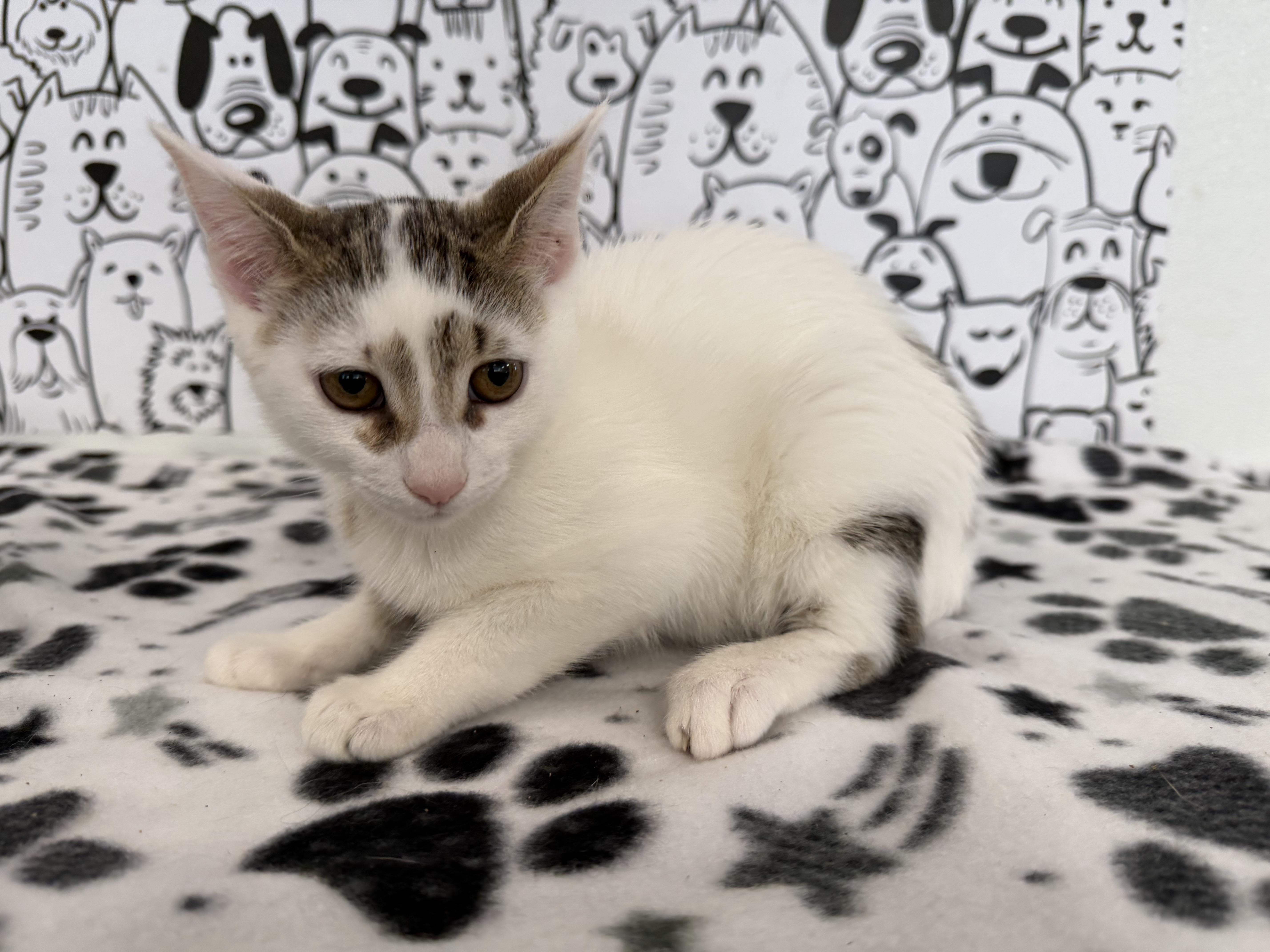 A baby small-sized female Domestic Short Hair cat named Meeka for adoption in San Pedro, CA