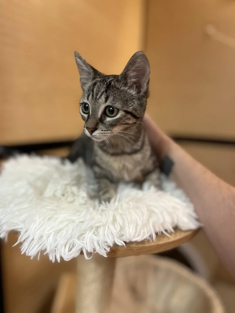 A young medium-sized female Gray / Blue / Silver Domestic Short Hair cat named Sheba for adoption in Scottsdale, AZ