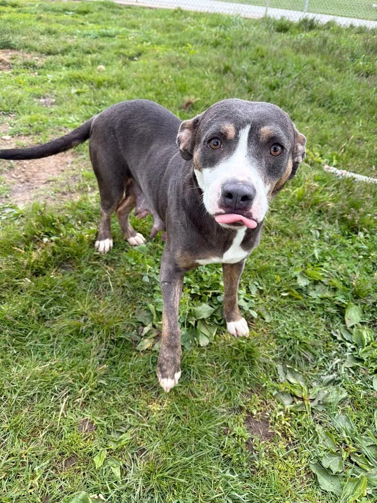 A young large-sized female American Staffordshire Terrier dog named Momma for adoption in Pierceton, IN