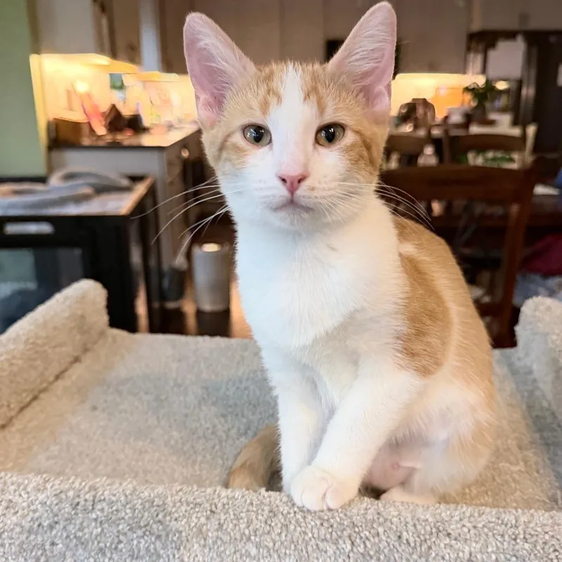 A baby small-sized female Orange / Red Domestic Short Hair cat named Baby Spice for adoption in Marion, IA