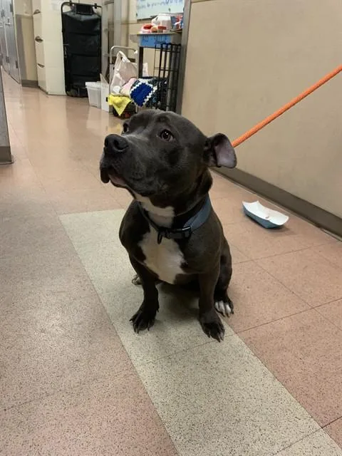 A young medium-sized male Pit Bull Terrier dog named Skylar for adoption in San Jose, CA