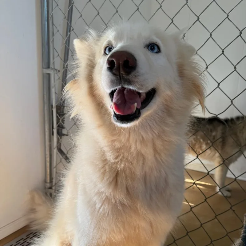 A senior medium-sized female White / Cream Husky dog named Alue for adoption in Eufaula, OK