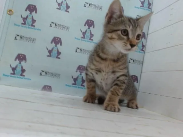 A baby small-sized male Domestic Short Hair cat named Mojave for adoption in Orlando, FL