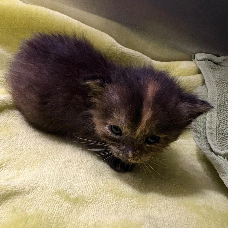 A baby small-sized female Calico Domestic Short Hair cat named Lucky for adoption in League City, TX