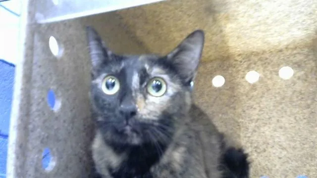 A young medium-sized female Domestic Short Hair cat named Mnm for adoption in Albuquerque, NM