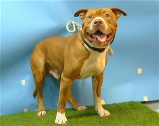 An adult large-sized male Pit Bull Terrier dog named Bigsby for adoption in Gardena, CA