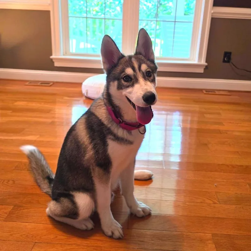 A baby medium-sized male Black Husky dog named Kramer for adoption in Fredericksburg, VA