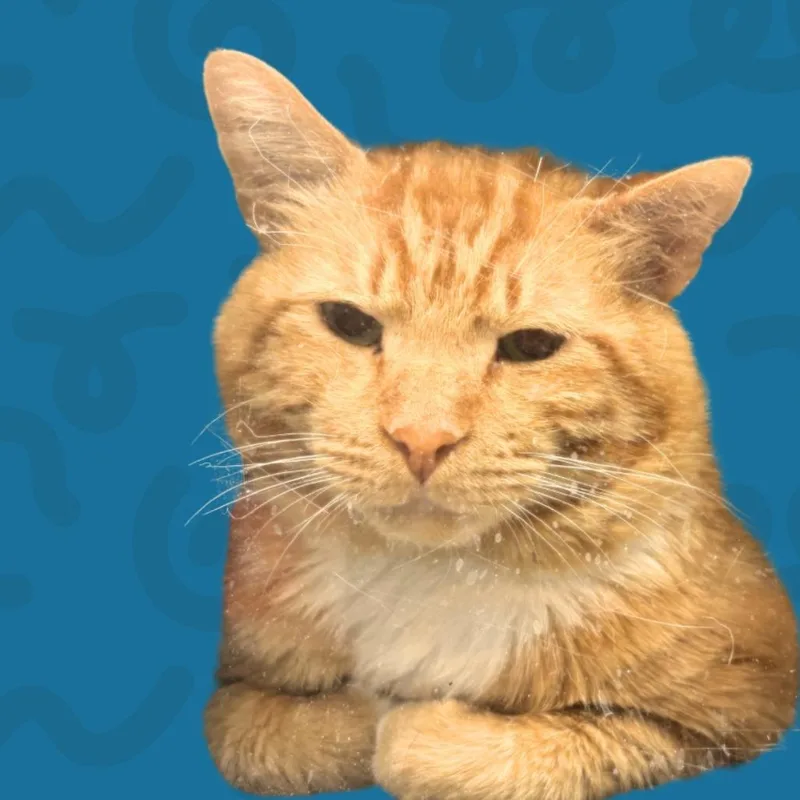 An adult medium-sized male Orange / Red Domestic Medium Hair cat named Toby for adoption in Reno, NV