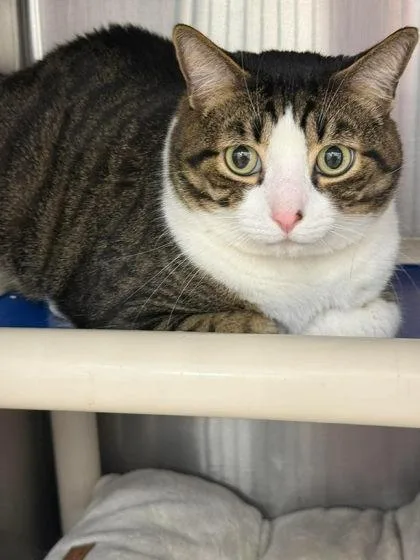 Whiskers thumbnail 2