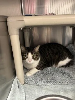 Whiskers thumbnail 3