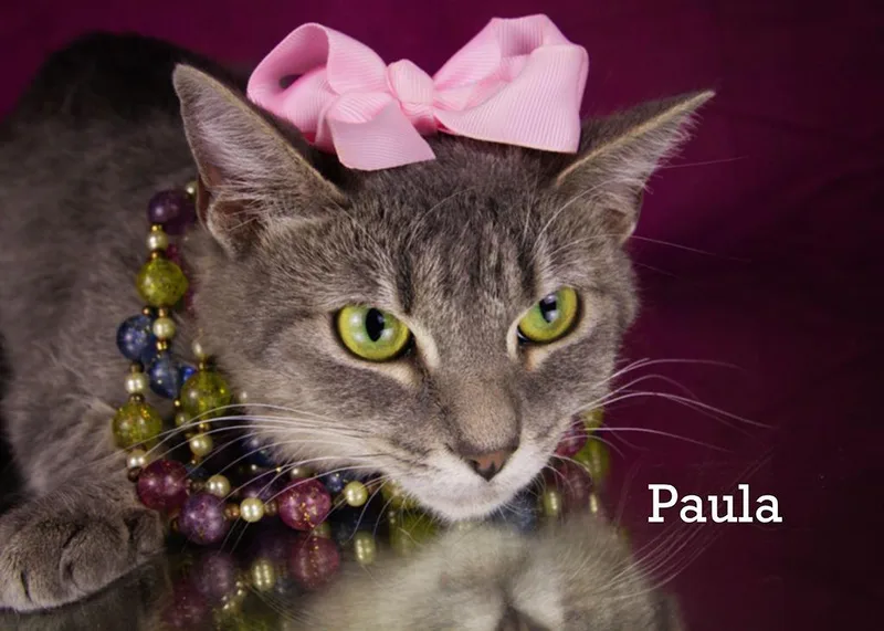 An adult medium-sized female Gray / Blue / Silver Tabby cat named Paula for adoption in York, NE