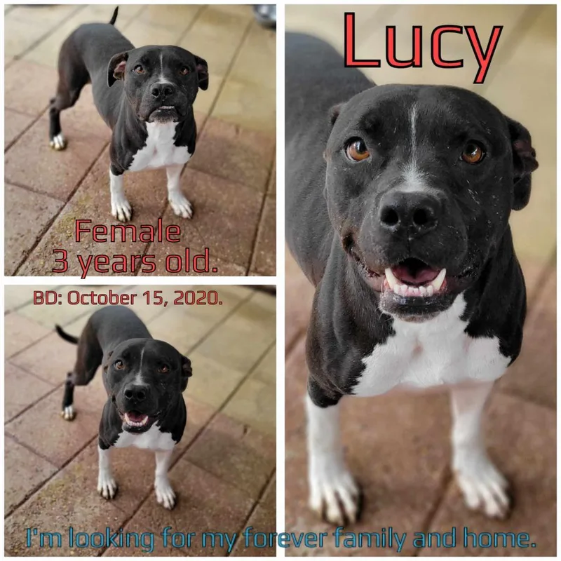 Lucy thumbnail 2