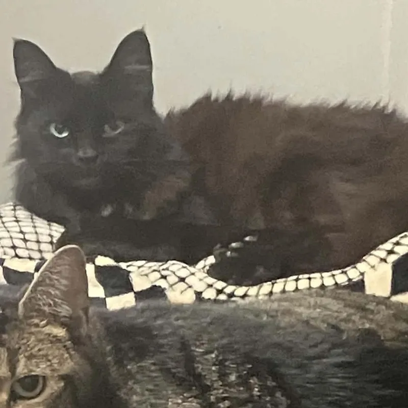 An adult large-sized male Domestic Medium Hair cat named Mister for adoption in Greensboro, NC