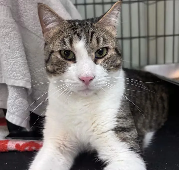 An adult large-sized male Tabby (Buff / Tan / Fawn) Domestic Short Hair cat named Sokka for adoption in Nantucket, MA