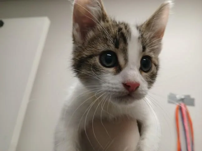 A baby small-sized male Domestic Short Hair cat named A for adoption in Los Angeles, CA