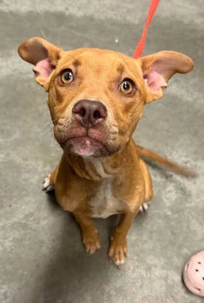 A young medium-sized female Pit Bull Terrier dog named Indy for adoption in Bowling Green, KY