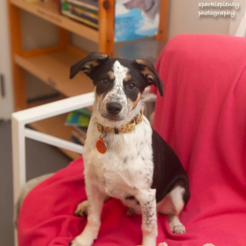 A baby medium-sized male Mixed Breed dog named Biscotti for adoption in Ridgefield, CT