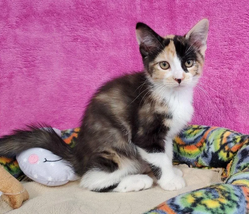 A baby medium-sized female Domestic Short Hair cat named Freya for adoption in Greenville, IL