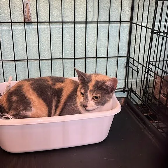 A young medium-sized female Calico Domestic Short Hair cat named Catniss Everdeen for adoption in Gadsden, AL