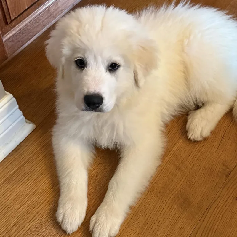 A baby large-sized female White / Cream Great Pyrenees dog named Splish for adoption in St. Clair, MO