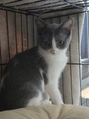 A young small-sized female Domestic Short Hair cat named Astrid for adoption in River Ridge, LA