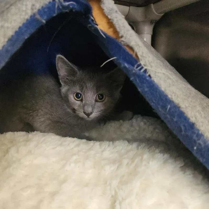 A baby small-sized male Gray / Blue / Silver Domestic Short Hair cat named Eeyore for adoption in Brockton, MA