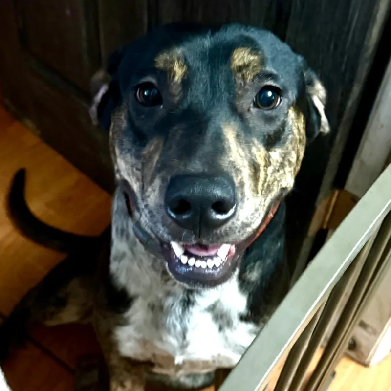 An adult medium-sized male Black Catahoula Leopard Dog dog named Saban for adoption in Lakeland, FL