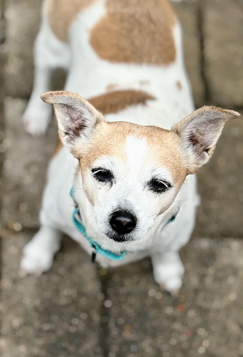 A senior small-sized female Mixed Breed dog named Sweet Annie Rose for adoption in Chelmsford, MA
