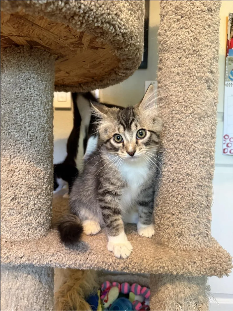 A baby small-sized male Tabby (Brown / Chocolate) Domestic Medium Hair cat named Froggy for adoption in Davis, CA
