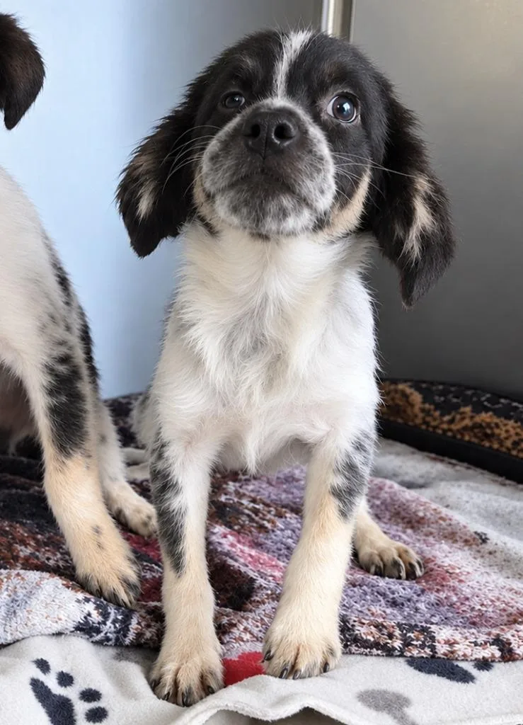 A baby small-sized female Spaniel dog named Anne for adoption in Warren, MI