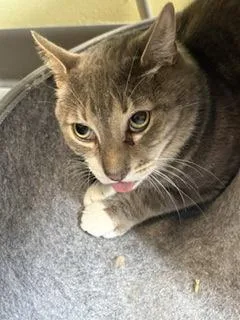 An adult small-sized male Domestic Short Hair cat named Xavier for adoption in South Bend, IN