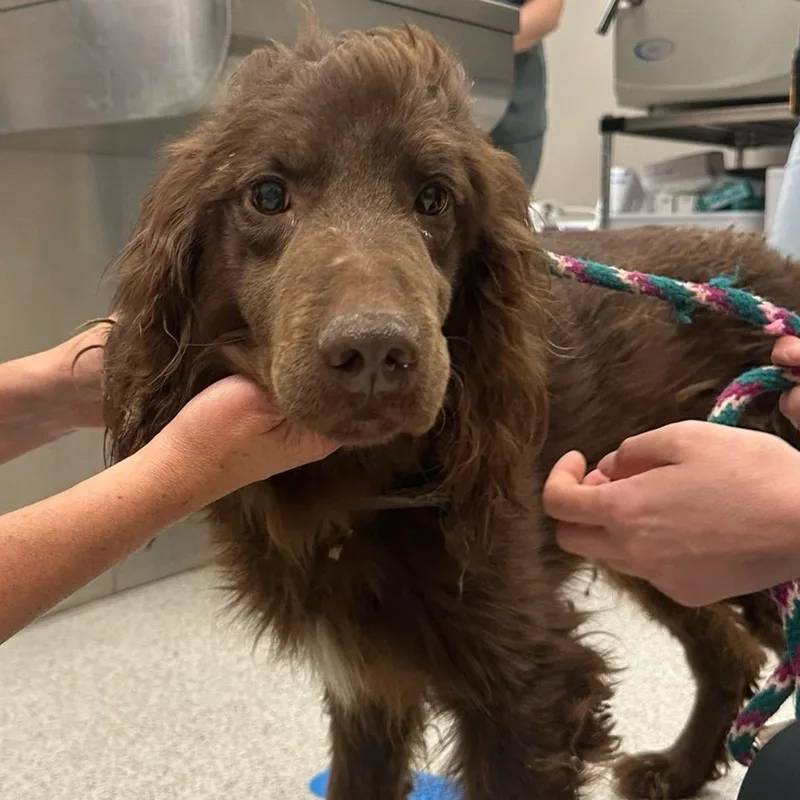An adult large-sized male Brown / Chocolate Mixed Breed dog named Dodger for adoption in Cooperstown, NY