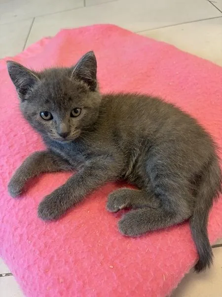 A baby small-sized male Domestic Short Hair cat named Ac Unit K Vents for adoption in Sherwood, OR