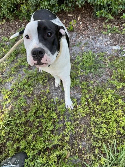 A young large-sized male American Staffordshire Terrier dog named Jon for adoption in Fort Lauderdale, FL