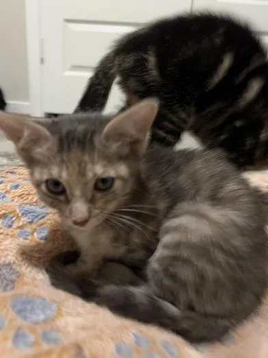 A baby small-sized female Tabby (Gray / Blue / Silver) Domestic Short Hair cat named Misty for adoption in Liverpool, TX