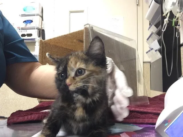 A young small-sized female Domestic Short Hair cat named Chimera for adoption in Riverside, CA