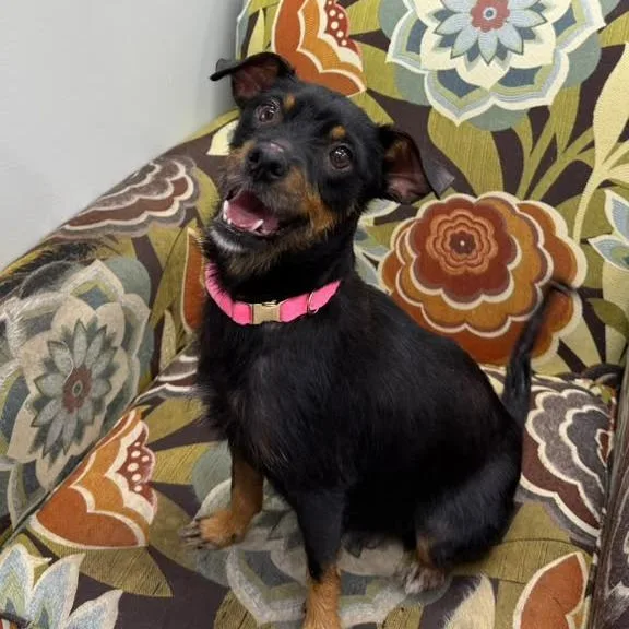 An adult small-sized female Black Chihuahua dog named Fifa for adoption in Lauderhill, FL