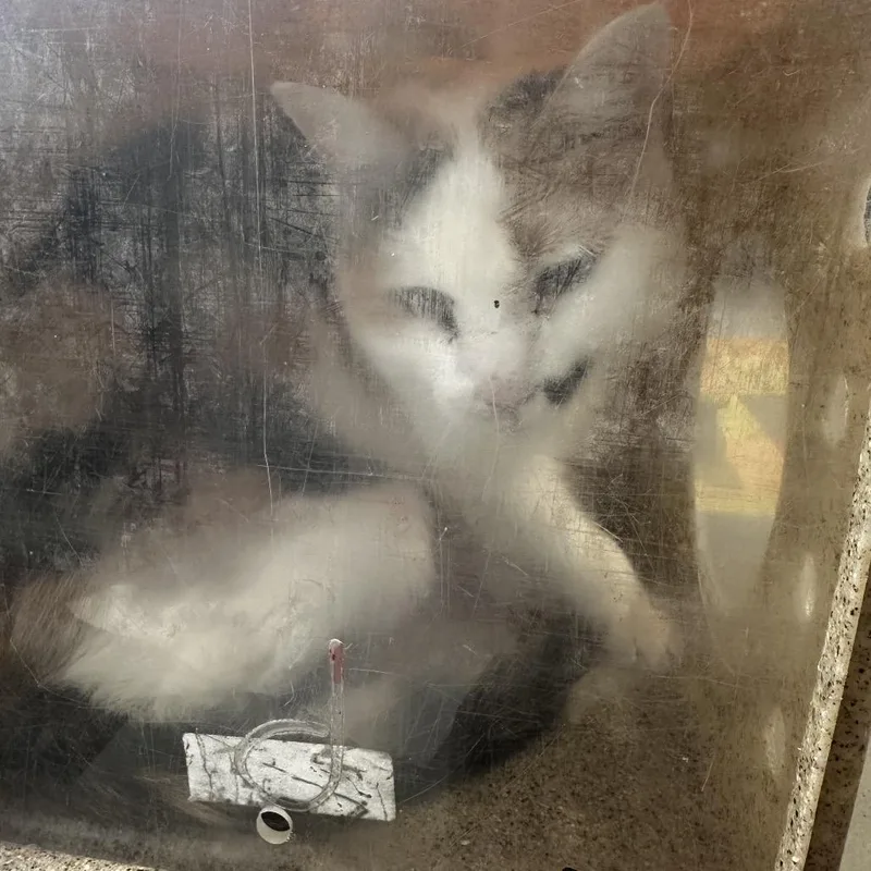 A senior medium-sized female Calico Domestic Short Hair cat named Tinkie for adoption in Philadelphia, PA