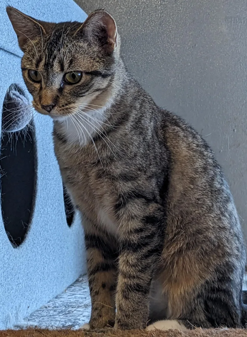 A young medium-sized female American Shorthair cat named Tigger for adoption in Milbank, SD